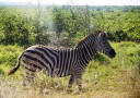 Zebra in Pose