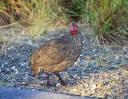 Vogel am Strassenrand