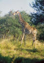 Zwei! Giraffen