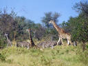 Giraffen und Zebras