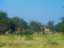 Drei Giraffen