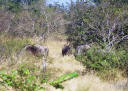 Einige Gnus