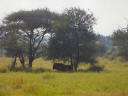 Gnu im Schatten
