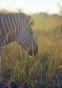 Zebraprofil