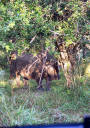 Nashorn