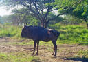 Gnu