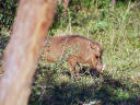 Warzenschwein