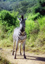 Irokesenzebra