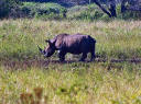 Suhlendes Nashorn