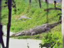 Krokodil