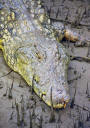Krokodilportrait