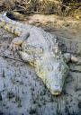 Krokodil 3