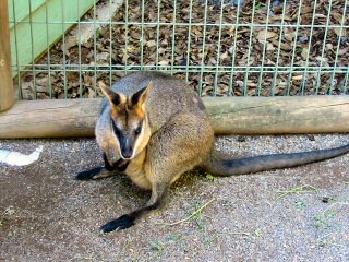 Wallabie