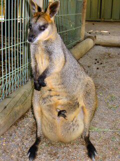 Wallabie mit vollen Beutel