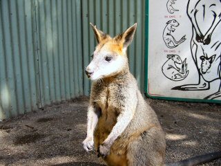 Wallabie