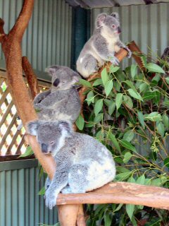 Koalas