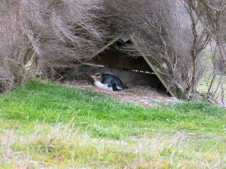 Gelbaugenpinguin