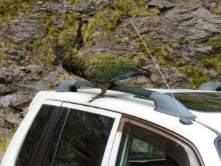 Kea auf dem Autodach