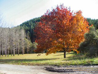 Herbststimmung