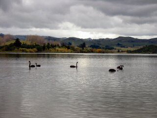 Schwarze Schwne auf dem Lake Tutira