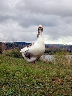 Gans steht auf einem Bein