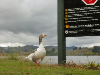 Lesende Gans?