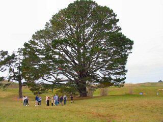 Partybaum