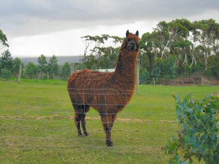 Australisches Lama?