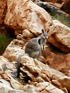 Wallabie Wallabie