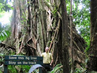 Fig Tree