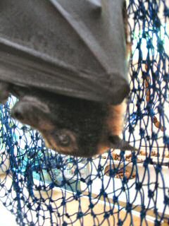 Spectacled Flying Fox