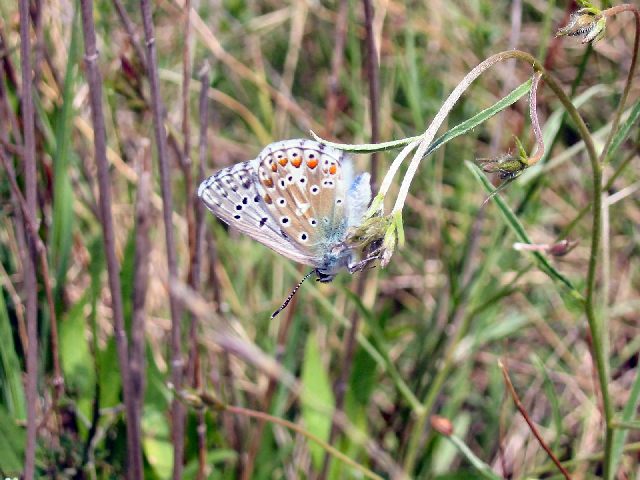 Schmetterling