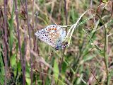 Schmetterling